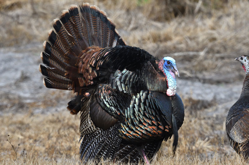 Turkey Hunts at Silver Lake Preserve