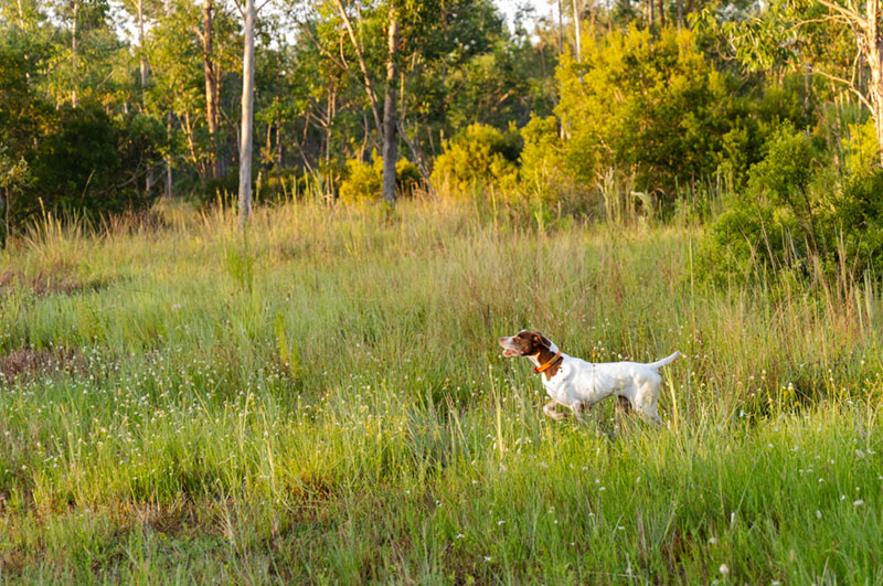 Best in Class Hunting Dogs at Silver Lake Preserve